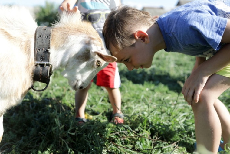 Boy playing with goat on the farm