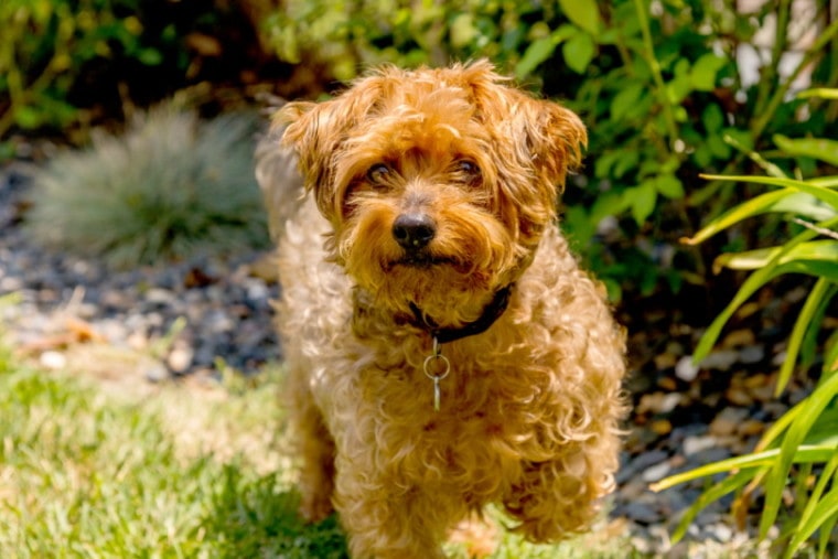 Brown Yorkie Poo standing in the grass
