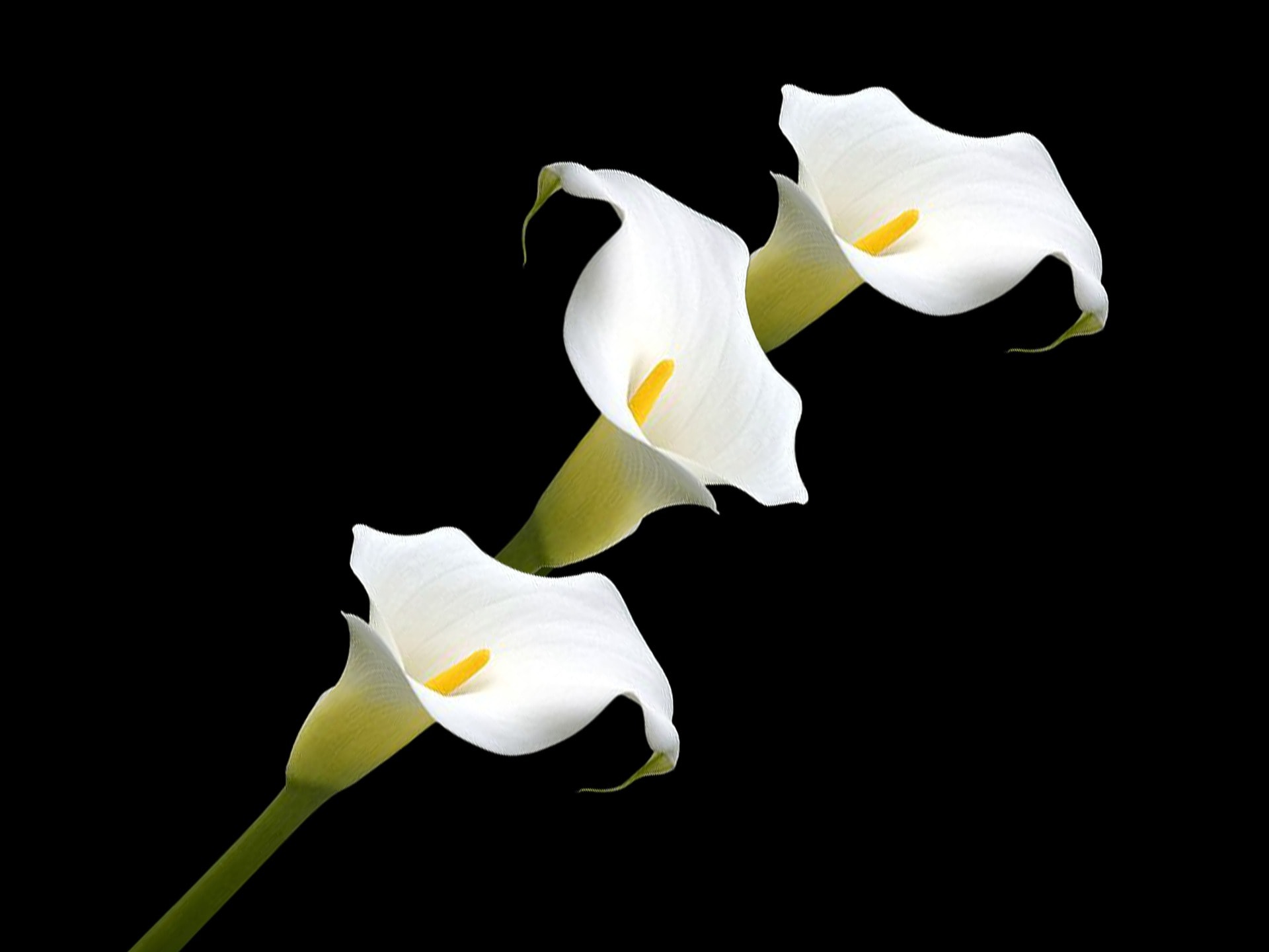Calla Lilies white
