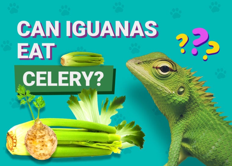 Can Iguanas Eat Celery