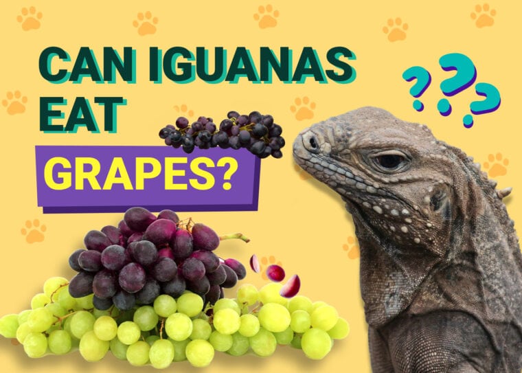 Can Iguanas Eat Grapes