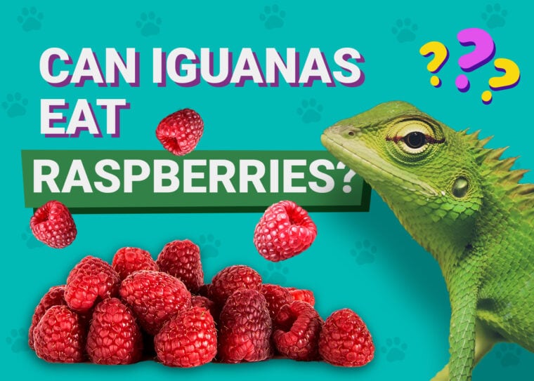 Can Iguanas Eat Raspberries