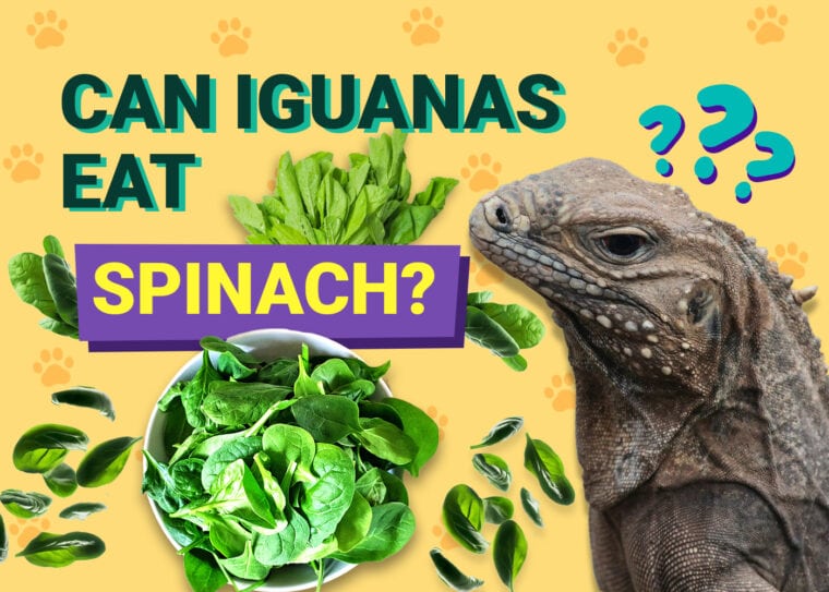 Can Iguanas Eat Spinach