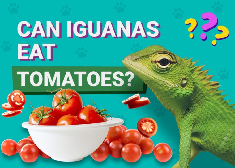Can Iguanas Eat Tomatoes