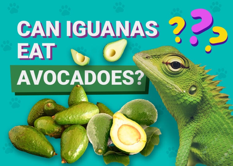 Can Iguanas Eat Avocado