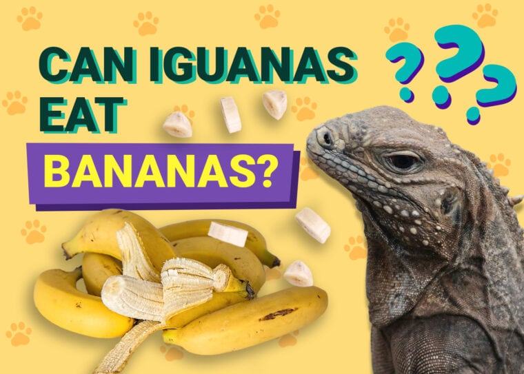 Can Iguanas Eat Bananas