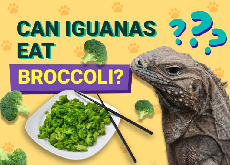 Can Iguanas Eat Broccoli
