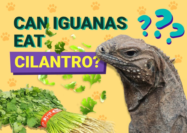 Can Iguanas Eat Cilantro