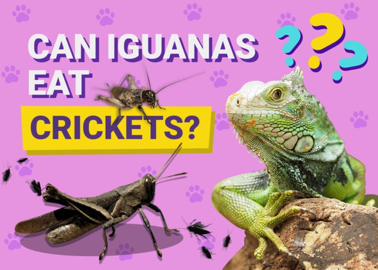 Can Iguanas Eat Crickets