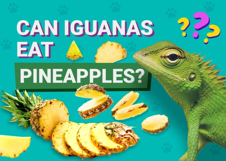 Can Iguanas Eat Pineapples
