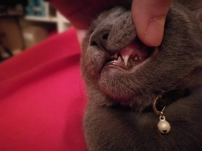 Cat Lose Teeth