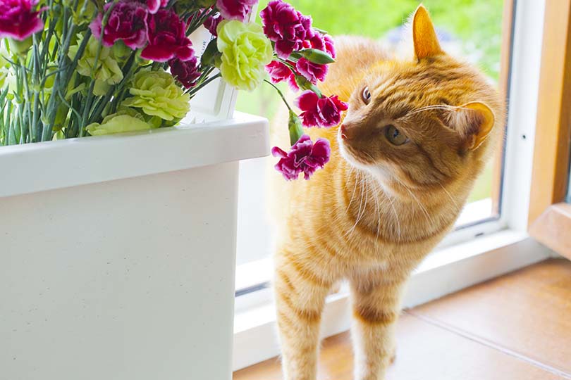 Cat Smelling Carnations
