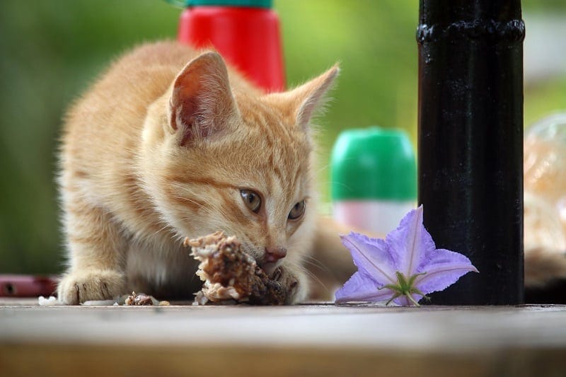 Are Cats Omnivores? Everything You Need to Know! | Pet Keen