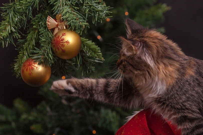 Cat reaching for ornaments from a tree