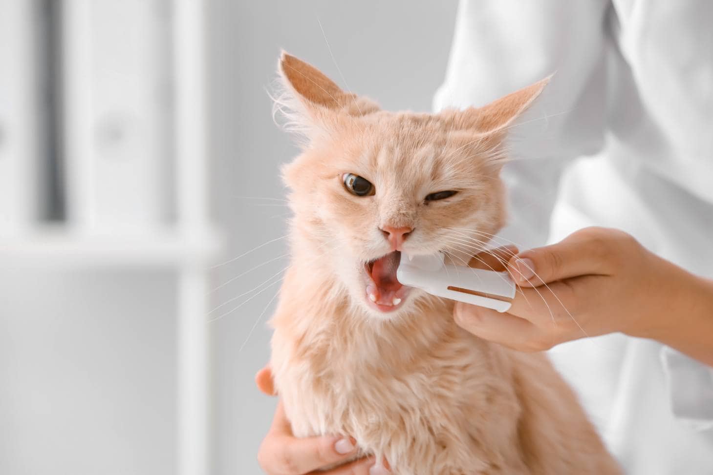 Cat toothbrush