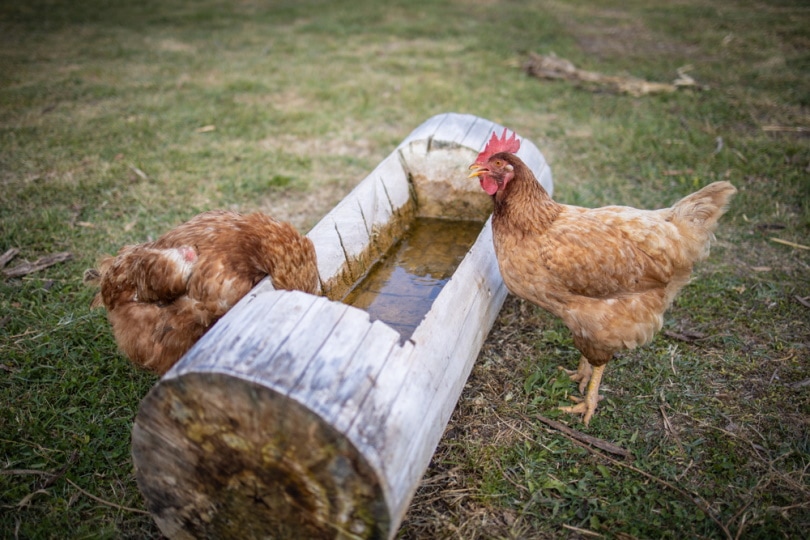 Chickens drinking from a water trough