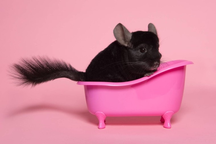 Chinchilla black in pink bathtub