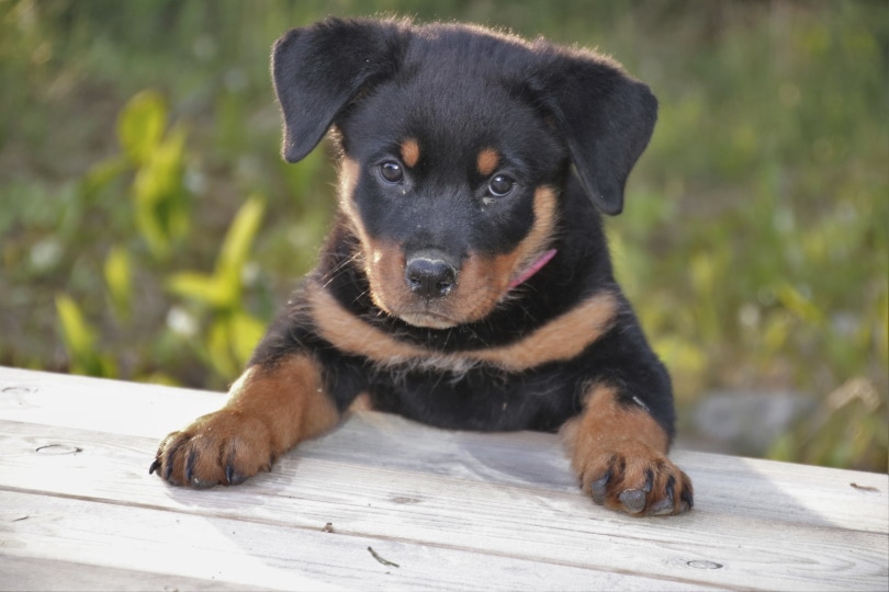 Chow Chow and Rottweiler mix