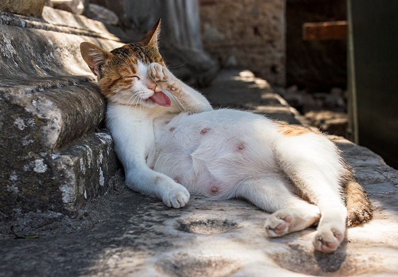 Cute Pregnant Cat Relaxing