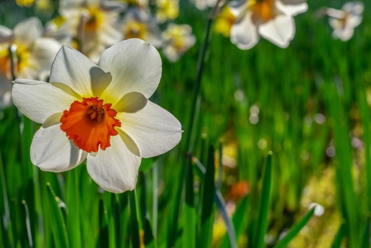 Daffodils in full bloom