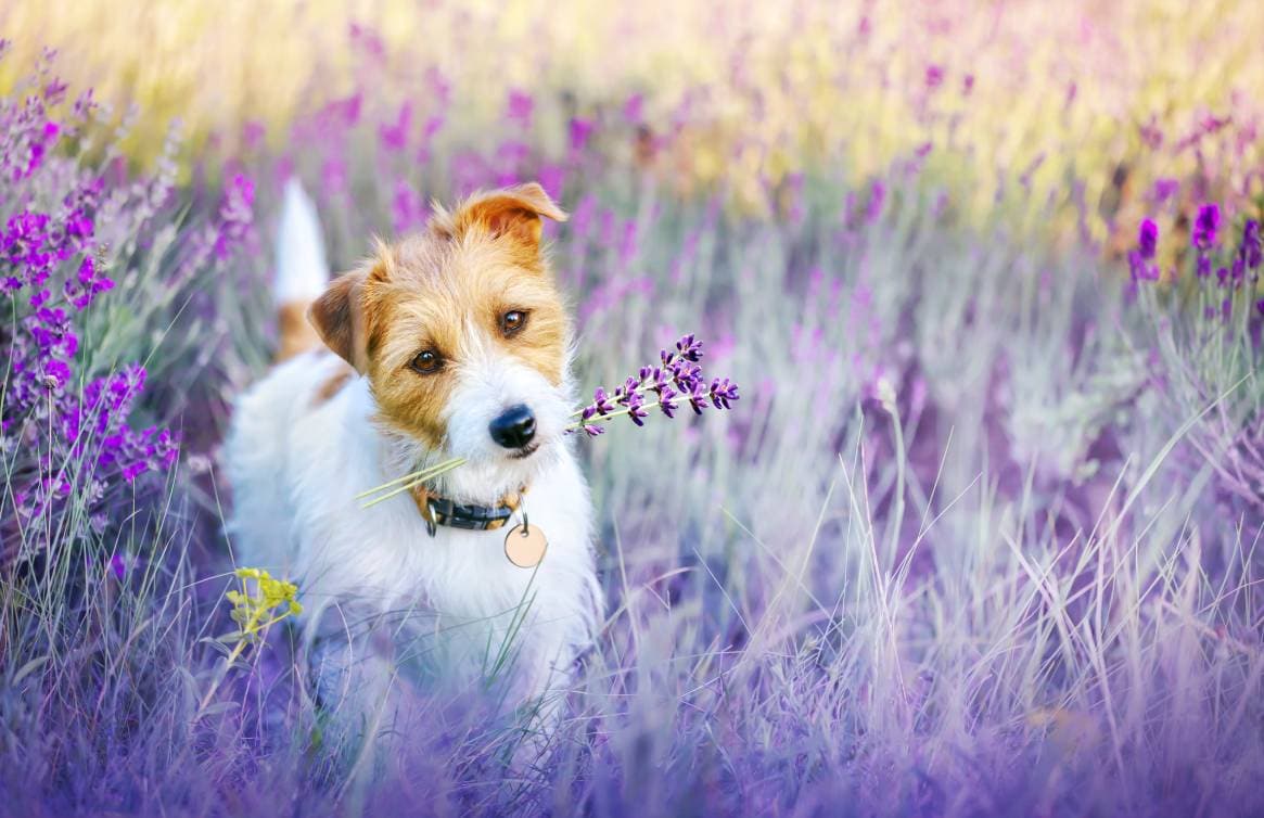 कुत्ता लीला फूल