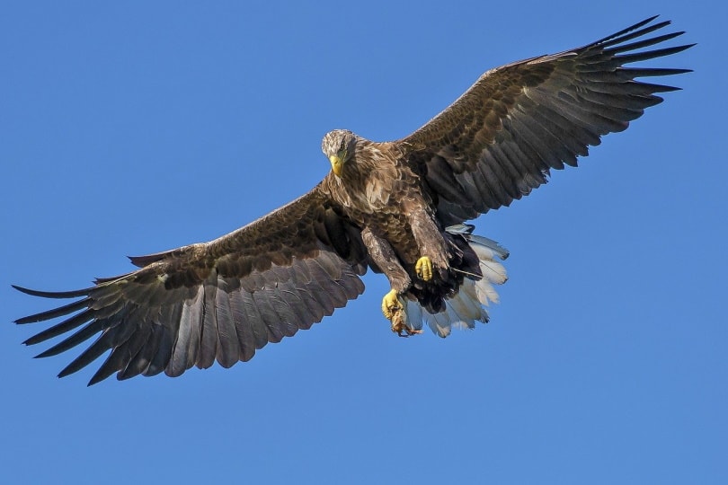 Eagle soaring in the sky