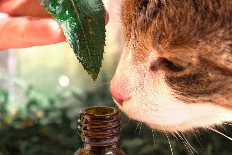 What Essential Oils Are Safe To Diffuse Around Cats? | Pet Keen