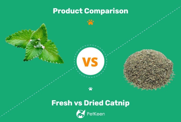Fresh vs Dried Catnip featured image