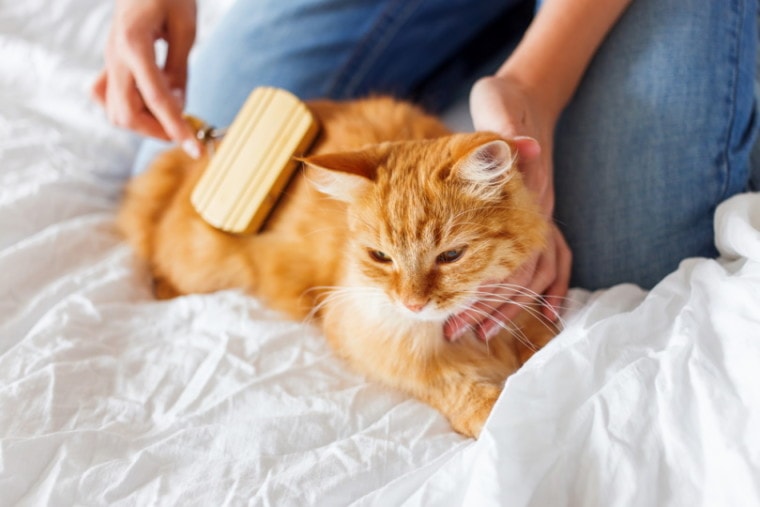 Ginger cat getting brushed