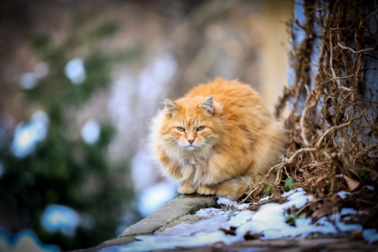 Ginger cat sitting outside with snow on the ground
