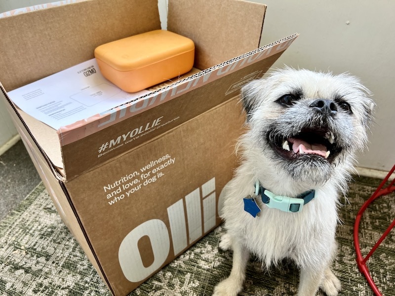 Gizmo white fluffy dog with Ollie dog food box