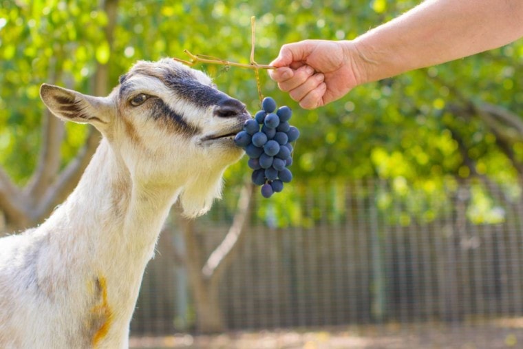Goat eating grapes