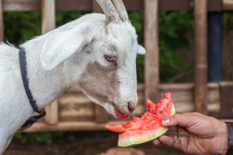 Goat eating watermelon