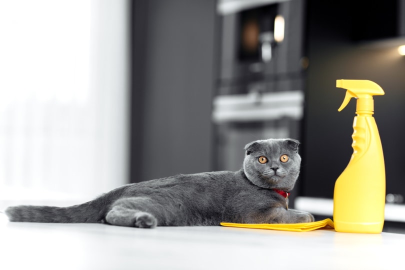 पीली स्प्रे बोतल के पास बैठी ग्रे बिल्ली