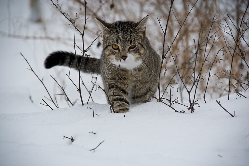 Gray cat walking in the snow