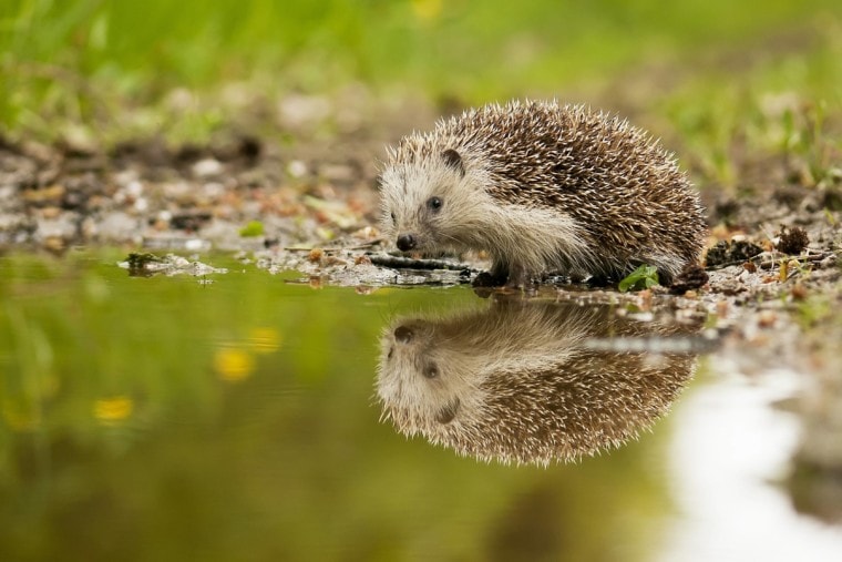 Hedgehog beside the water