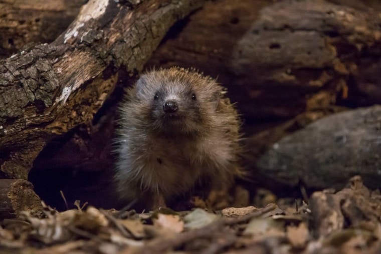 Hedgehog in the dark