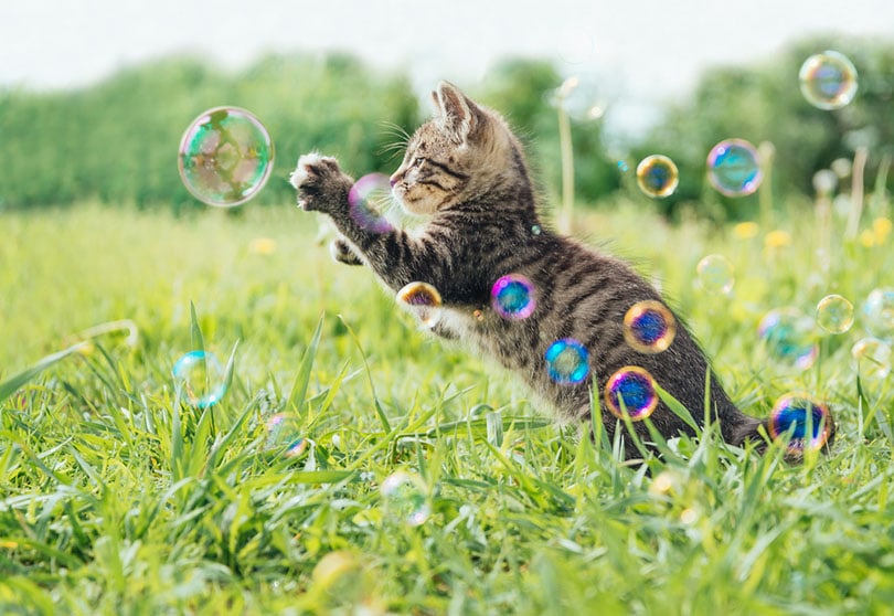 Kitten playing with bubbles on green field in summer
