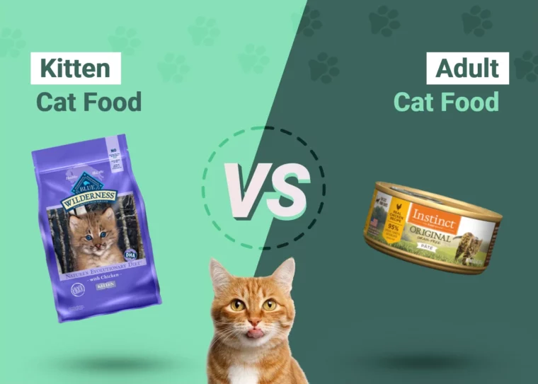 Kitten vs Adult Cat Food - Featured Image
