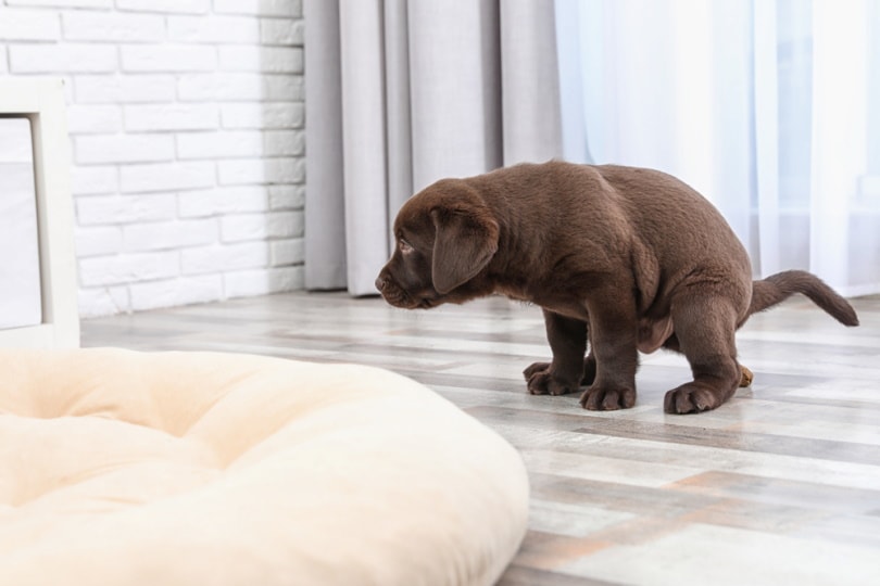 Labrador puppy pooping on the floor