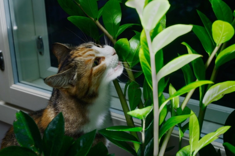 Little cat taking a bite off a plant leaf