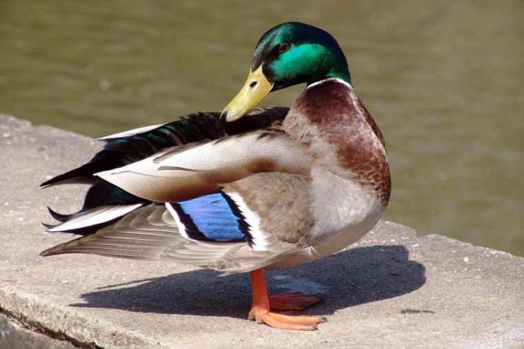 Male mallard duck standing near the water