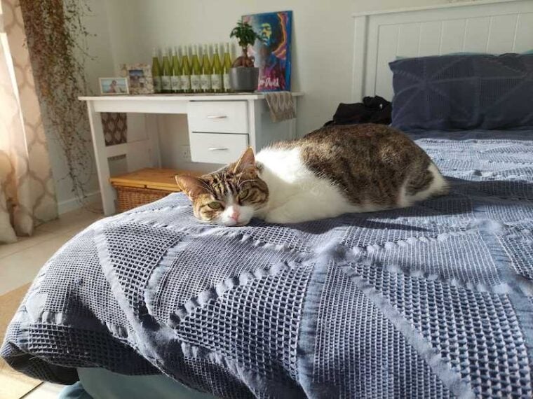 Milly the cat sleeping on bed in pancake position