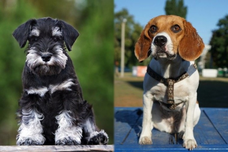 Mini Schnauzer vs Beagle breed