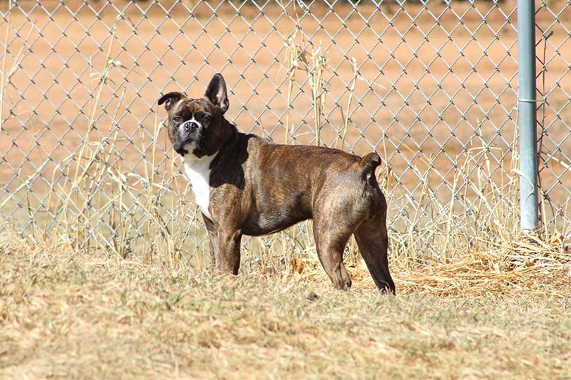 Miniature Boxer Dog Breed Information and Pictures