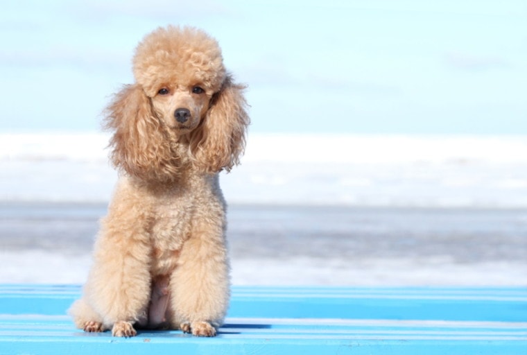 Miniature poodle sitting with blue background