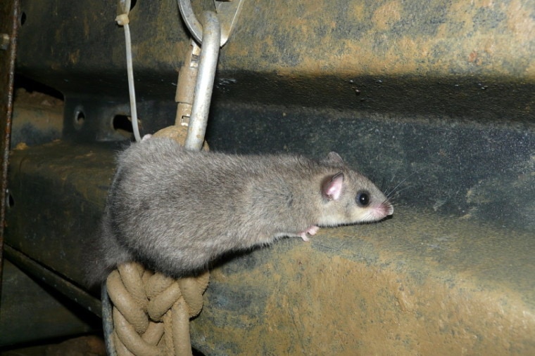 Mouse climbing a rope and chain