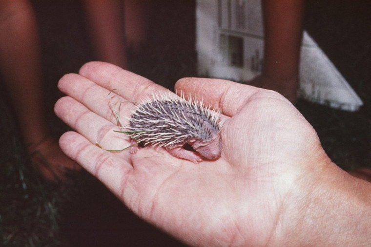Newborn hedgehog cub in a person's palm