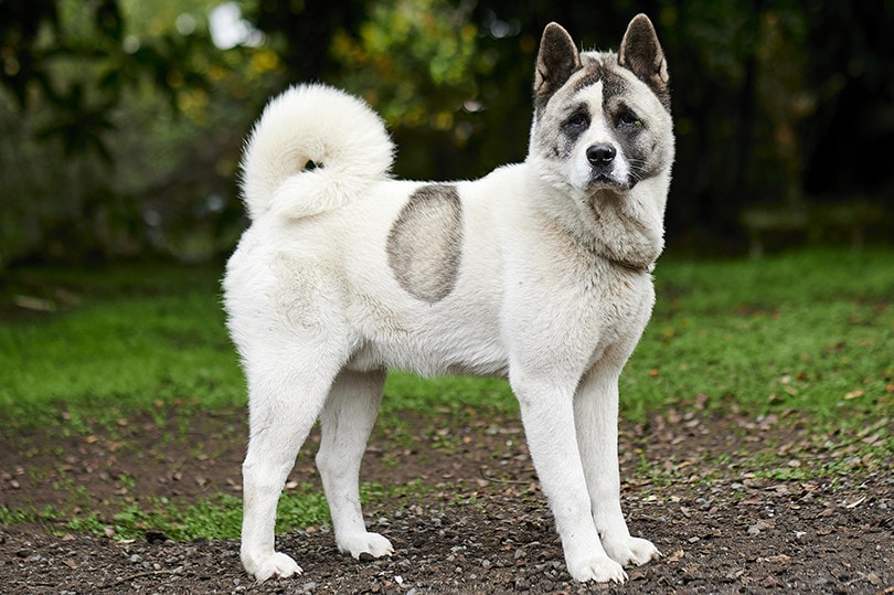 Norwegian Buhund