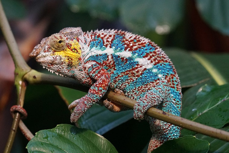 Panther Chameleon clinging on a twig